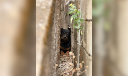 Cadela entala em espaço de 18 cm entre muros e exige resgate complexo
