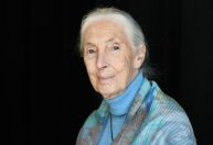 Morre Jane Goodall, responsável por revolucionar o estudo dos primatas