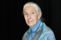 Morre Jane Goodall, responsável por revolucionar o estudo dos primatas