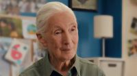 Quem foi Jane Goodall, primatologista que morreu aos 91 anos