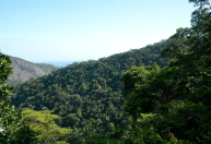 Com fundo, Brasil quer aliar investimento à preservação de florestas