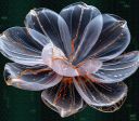 Microcápsulas em formato de flor podem revolucionar tratamento de câncer