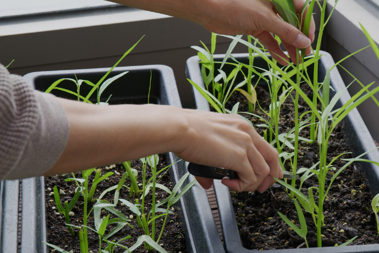 Mesmo em apartamentos, é possível cultivar temperos e hortaliças e transformar pequenos espaços unindo bem-estar, sustentabilidade e alimentação saudável.