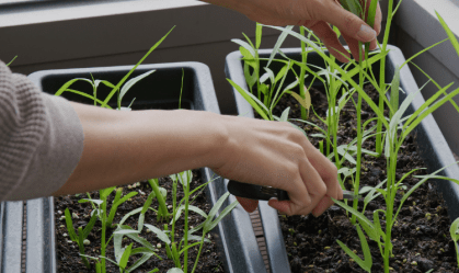 7 dicas para começar sua mini-horta em apartamento