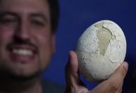 Ovo de dinossauro de 70 milhões de anos é achado intacto na Patagônia
