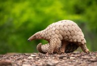 Livro mostra fotos raras de mamífero mais traficado do mundo; veja