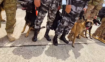 COP30: Cães farejadores da PF chegam à Belém para garantir segurança