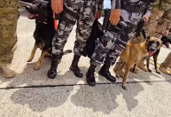 COP30: Cães farejadores da PF chegam à Belém para garantir segurança