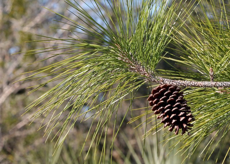 pinus