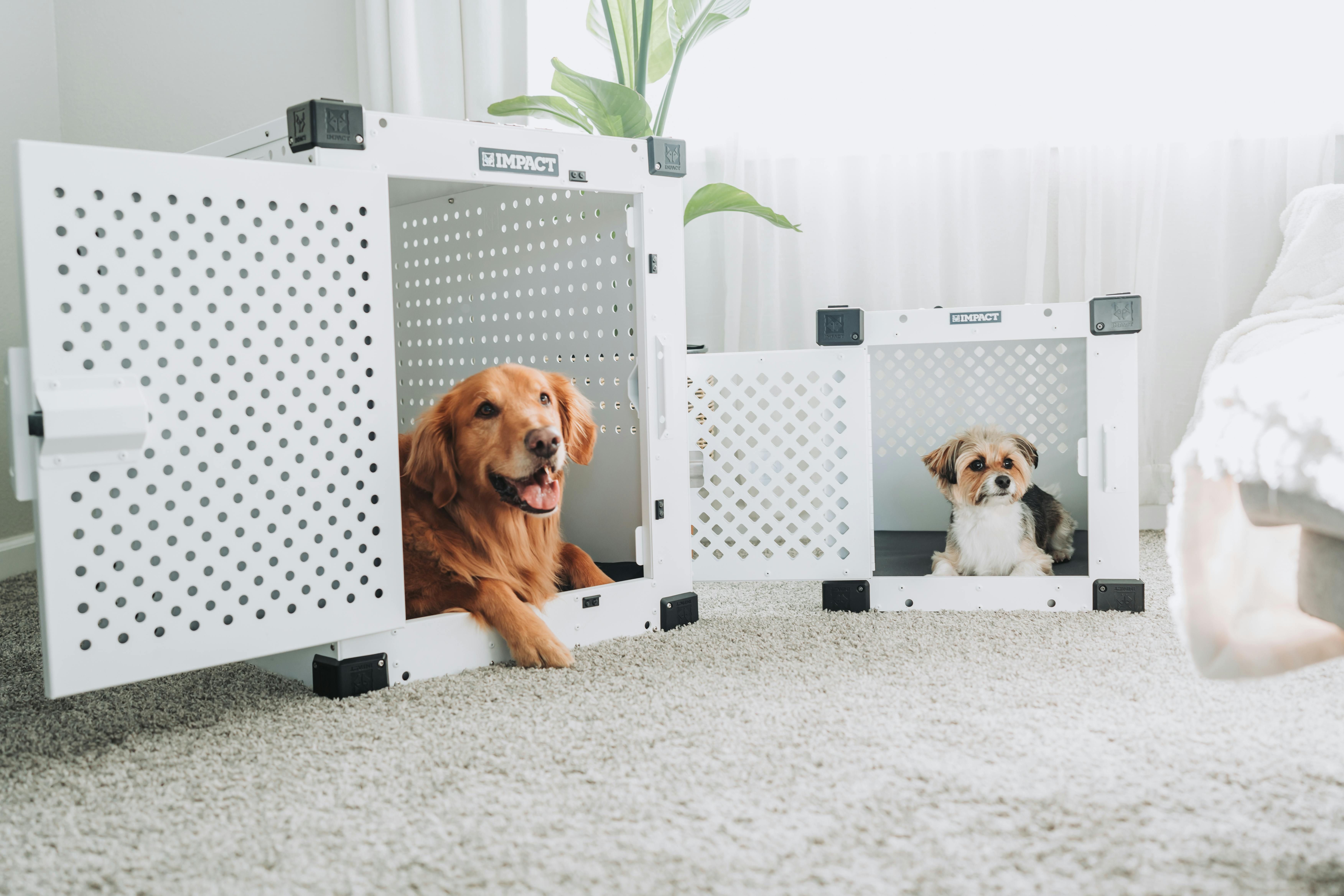 Veterinária alerta: plantas comuns como lírio, antúrio e comigo-ninguém-pode podem intoxicar cães e gatos e causar sintomas graves, exigindo atendimento imediato.