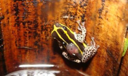 Espécie de rã venenosa é descoberta em região do Brasil