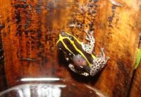 Espécie de rã venenosa é descoberta em região do Brasil