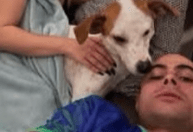 "Caramelo": Tata Werneck e Rafa Vitti adotam cão de três patas