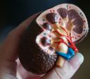 Mais de 170 mil brasileiros vivem em diálise por doença renal crônica