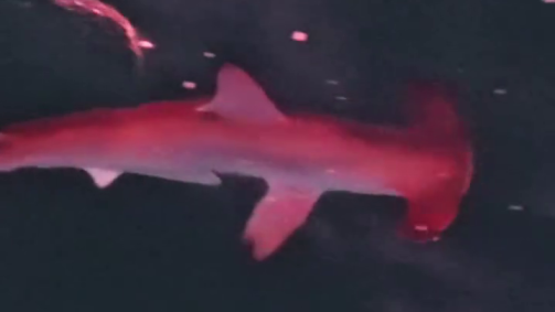 Imponente tubarão-martelo foi avistado próximo à costa, deslizando com elegância pelas águas azul-turquesa