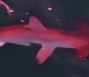 Tubarão-martelo "rosa" visto em Arraial do Cabo viraliza; saiba o motivo