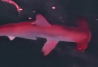 Tubarão-martelo "rosa" visto em Arraial do Cabo viraliza; saiba o motivo