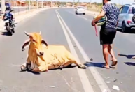 Motoqueiro morre e vaca é esquartejada por população após acidente no Piauí
