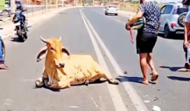 Motoqueiro morre e vaca é esquartejada por população após acidente no Piauí