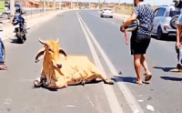 Motoqueiro morre e vaca é esquartejada por população após acidente no Piauí