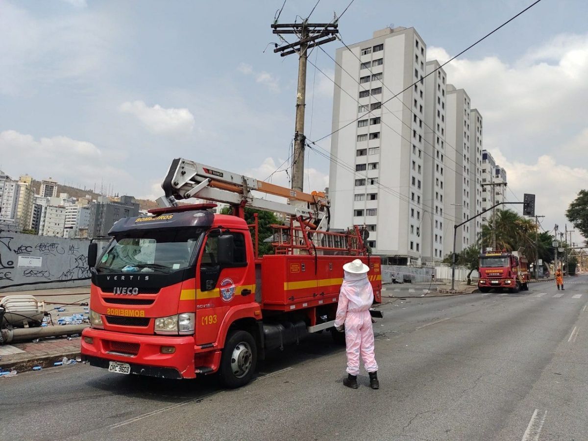 Ataque de abelhas a idosas em MG