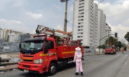 Idosas sofrem acidente de carro e são atacadas por abelhas em MG
