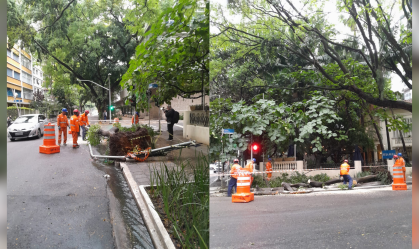 SP: Árvore cai durante chuvas em bairro nobre da capital paulista