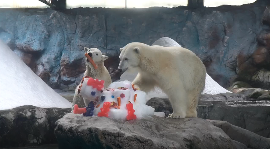 urso-polar-sp