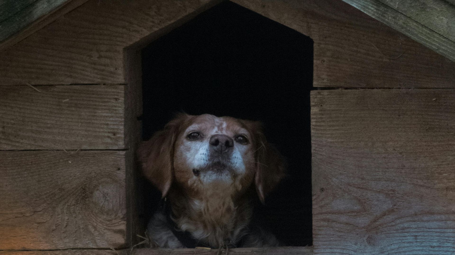 Caramelo inocente homem é preso após esconder arma em telhado de cachorro