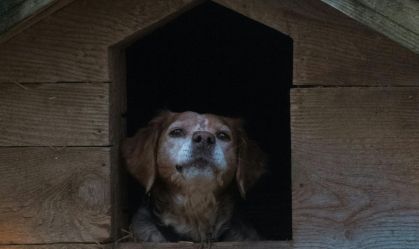 Homem é preso após esconder arma em telhado de cachorro "caramelo" em MG