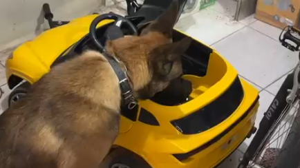 CÃO_FAREJADOR_DROGA