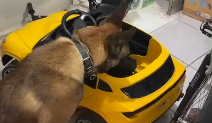 Brinquedo do crime: maconha é encontrada por cão em carro infantil em SC