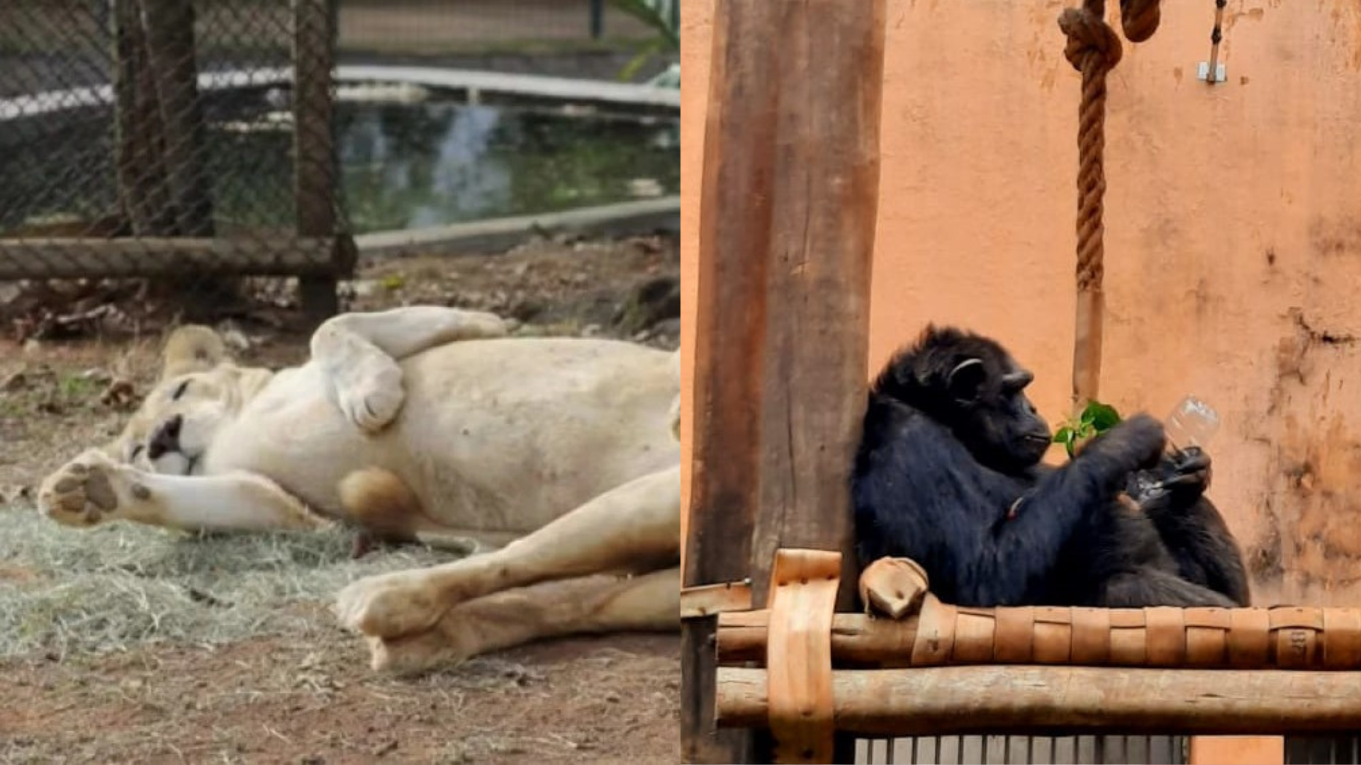 Zoológico de BH perde dois animais