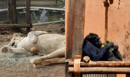 MG: Prefeitura de BH abre sindicância após mortes de animais no zoológico