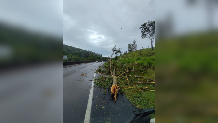 Chuvas, vendavais e quedas de árvores em cidades de São Paulo • Reprodução/Defesa Civil de São Paulo