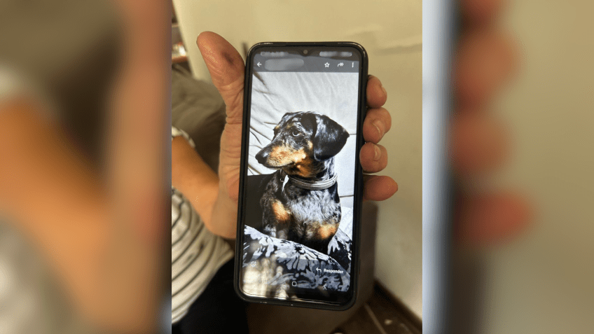 Cachorro Fred fugiu de casa após a explosão nesta quinta-feira (13) • Nathália Lauxen/CNN Brasil