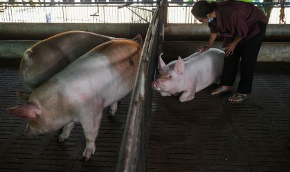 Catalunha fecha parque após surto de peste suína