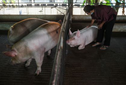 Catalunha fecha parque após surto de peste suína