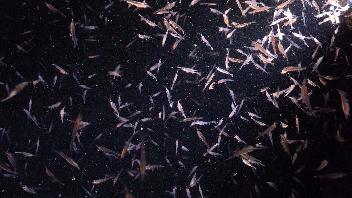 Cientistas colocaram transmissores em ‘unicórnios do mar’ no Ártico. Os dados que trouxeram foram alarmantes