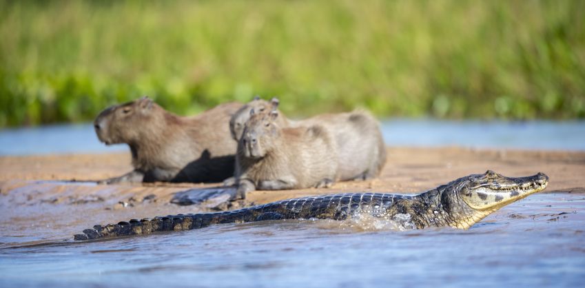 Capivaras e jacarés podem conviver em ambientes onde há presas mais fáceis para os predadores • Getty Images