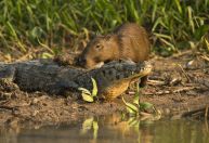 Mistério na cadeia alimentar: por que jacarés não comem capivaras?