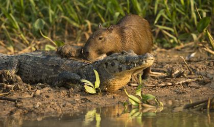 Mistério na cadeia alimentar: por que jacarés não comem capivaras?