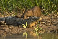 Mistério na cadeia alimentar: por que jacarés não comem capivaras?