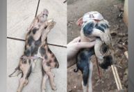 Leitão nasce com dois corpos e seis patas em Santa Catarina; veja video