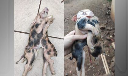 Leitão nasce com dois corpos e seis patas em Santa Catarina; veja video