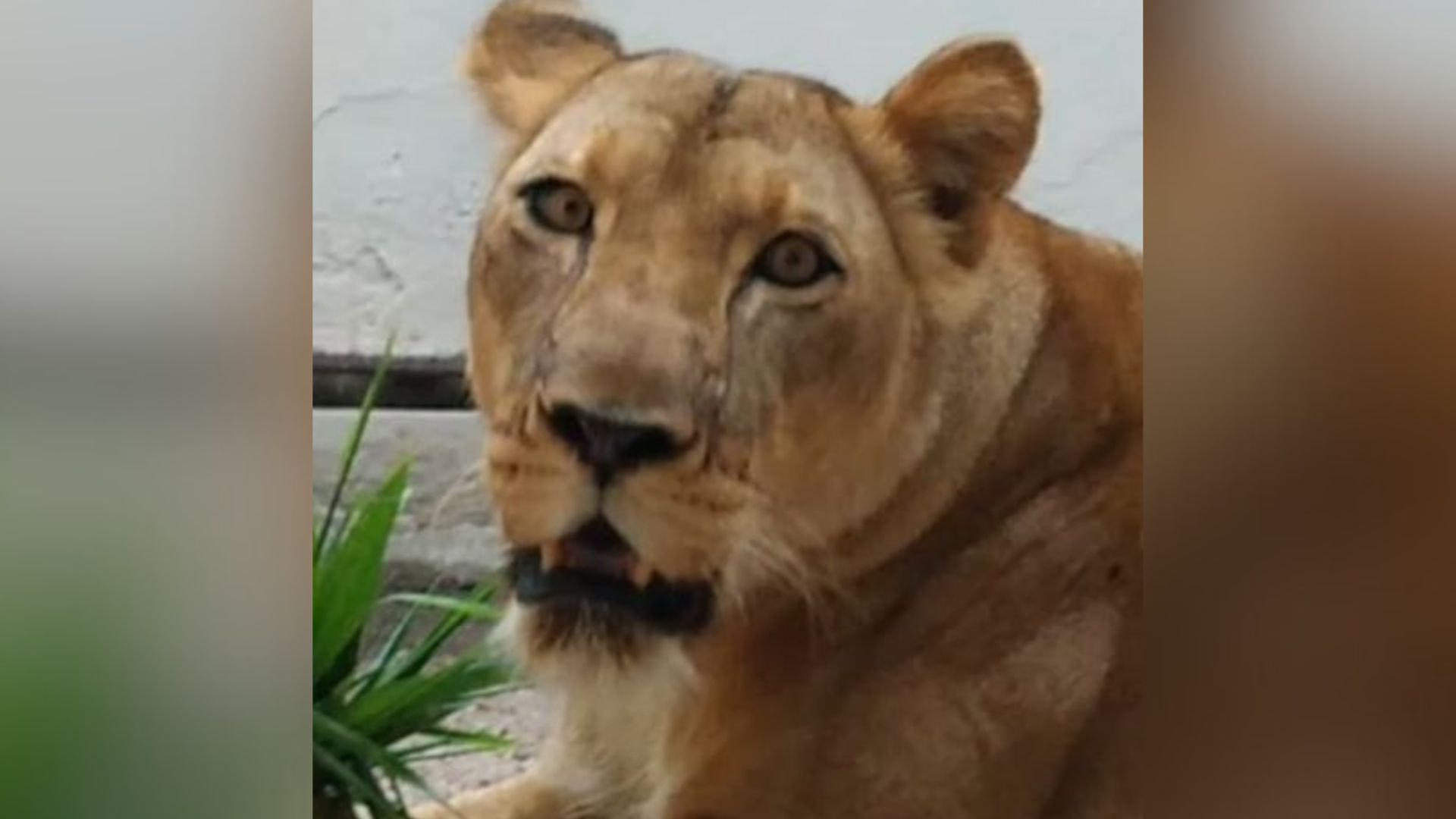 Leoa que matou homem em parque na Paraíba (1)
