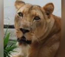 Zoológico na Paraíba segue fechado após morte de visitante; leoa está bem