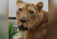 Zoológico na Paraíba segue fechado após morte de visitante; leoa está bem