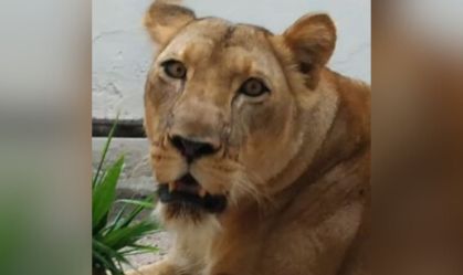 Zoológico na Paraíba segue fechado após morte de visitante; leoa está bem