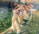 Leoa que atacou e matou jovem volta para seu recinto no zoológico